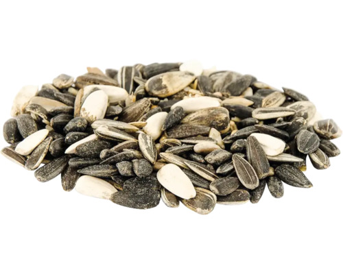 Sonnenblumenkerne als Vogelfutter
