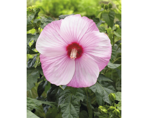 Nahaufnahme einer einzelnen rosa Hibiskusblüte mit grünen Blättern