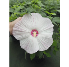 Blüte der Sumpf-Hibiskus-Pflanze