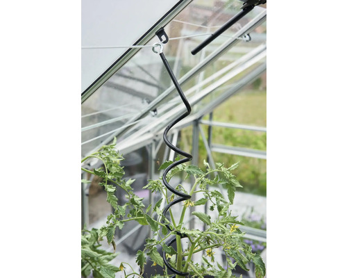 Pflanzenstütze in einem Gewächshaus zur Stabilisierung einer Tomatenpflanze.