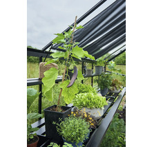 Gemüsebeet im Gewächshaus mit Aubergine, Salat und Kräutern in Töpfen auf Regalen.