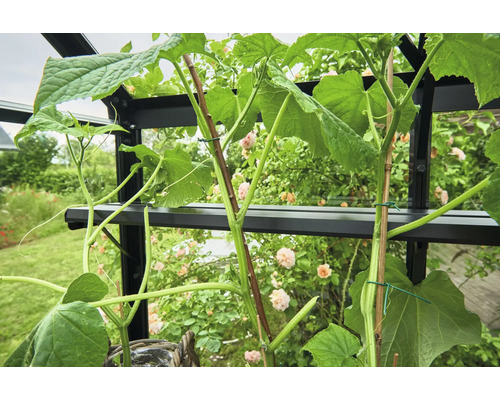 Nahaufnahme von Gurkenpflanzen, die in einem Gewächshaus angebaut werden und an Stäben befestigt sind