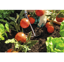Tomatenpflanzen in der Erde mit Handgartenkralle und Gartenhandschuhen