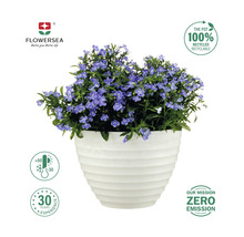 Blauer Ziersalbei in einem weißen Topf mit dem Hinweis, dass der Topf zu 100 % recycelbar ist.