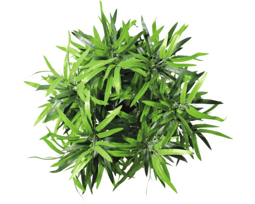 Draufsicht einer künstlichen Pflanze mit grünen Blättern.