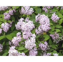 Blühender Deutzia Strauch mit zarten Blüten