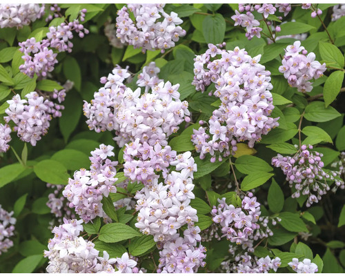 Blühender Deutzia Strauch mit zarten Blüten