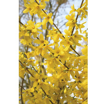 Nahaufnahme von Forsythienblüten am Strauch