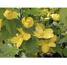 Kerrie Japanische Rose mit gelben Blüten und grünen Blättern.