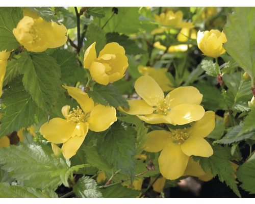 Kerrie Japanische Rose mit gelben Blüten und grünen Blättern.