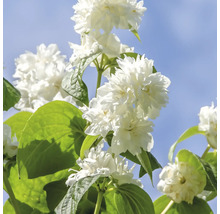 Gefüllter Pfeifenstrauch mit weißen Blüten und grünen Blättern vor blauem Himmel
