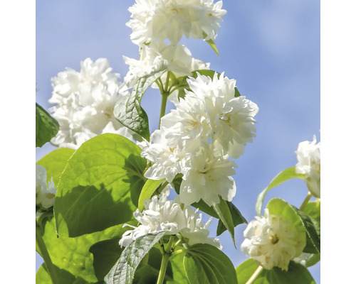 Gefüllter Pfeifenstrauch mit weißen Blüten und grünen Blättern vor blauem Himmel