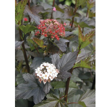 Blütenstand der Blasenspiere mit Blättern