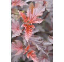 Blätter einer Blasenspiere