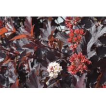 Nahaufnahme eines Rotdornstrauchs mit roten und weißen Blüten