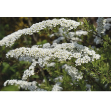 Blühender Spierstrauch im Detail