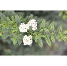 Blütenstand der Spiraea mit Blättern