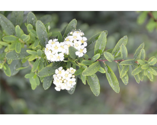 Blütenstand der Spiraea mit Blättern