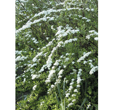 Spierstrauch mit weißen Blüten