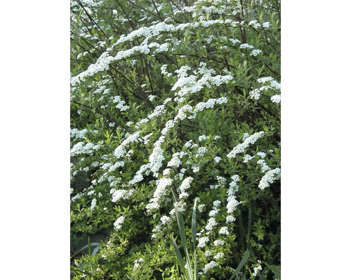 Spierstrauch mit weißen Blüten