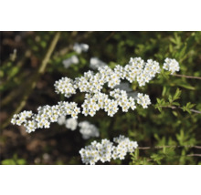 Blütenstand einer Spiraea Hecke mit weißen Blüten