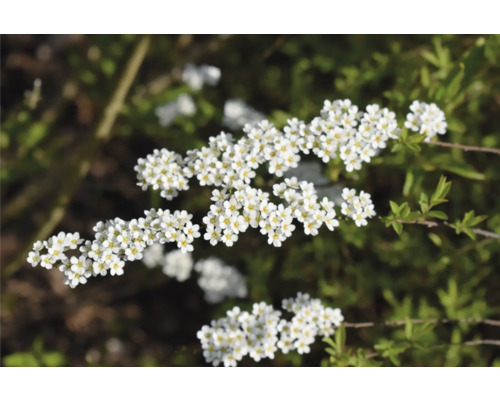Blütenstand einer Spiraea Hecke mit weißen Blüten