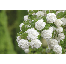 Schneeballblütenstand mit Blättern