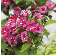 Blühende Weigelie im Detail