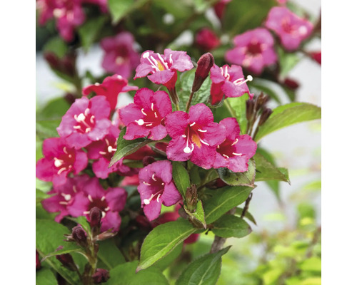 Blühende Weigelie im Detail