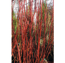 Dekorative rote Hartriegelzweige für den Garten