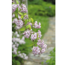 Blütenzweig der Deutzie mit zarten Blüten im Garten