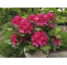Rhododendron im Topf mit rosafarbenen Blüten und grünen Blättern.