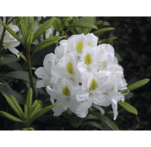 Nahaufnahme einer weißen Rhododendronblüte mit Blättern