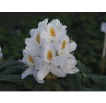 Blütenstand einer weißen Rhododendron Pflanze