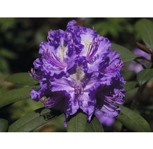 Nahaufnahme einer violetten Rhododendronblüte mit grünen Blättern.