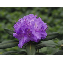 Nahaufnahme einer lila Rhododendronblüte mit grünen Blättern