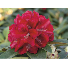 Großblumige Alpenrose rot FloraSelf Rhododendron Hybride Co 5 L Liebhaber-Sorten