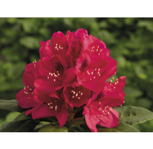 Großblumige Alpenrose rot FloraSelf Rhododendron Hybride Co 5 L Liebhaber-Sorten