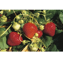 Erdbeerpflanze mit reifen und unreifen Erdbeeren