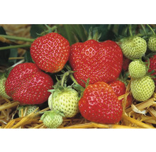 Nahaufnahme von reifen und unreifen Erdbeeren.