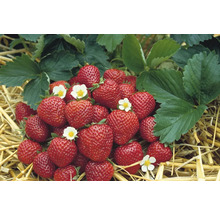Erdbeeren mit Blättern und Blüten auf Stroh
