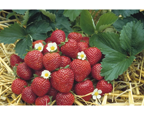 Erdbeeren mit Blättern und Blüten auf Stroh