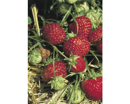 Nahaufnahme von reifen Erdbeeren auf einer Pflanze