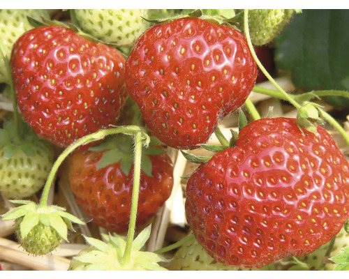 Nahaufnahme von reifen und unreifen Erdbeeren am Erdbeerstrauch