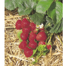 Nahaufnahme von Erdbeeren auf Stroh