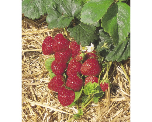 Nahaufnahme von Erdbeeren auf Stroh