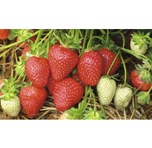 Nahaufnahme von reifen und unreifen Erdbeeren an einer Pflanze