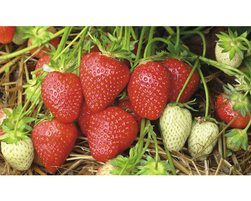 Nahaufnahme von reifen und unreifen Erdbeeren an einer Pflanze