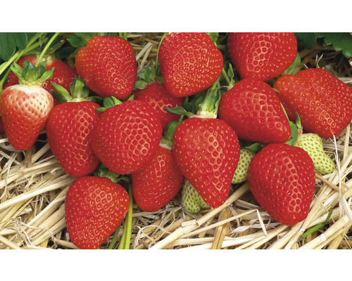 Erdbeeren auf Stroh