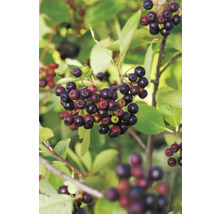 Nahaufnahme der Aronia Pflanze mit reifen Beeren